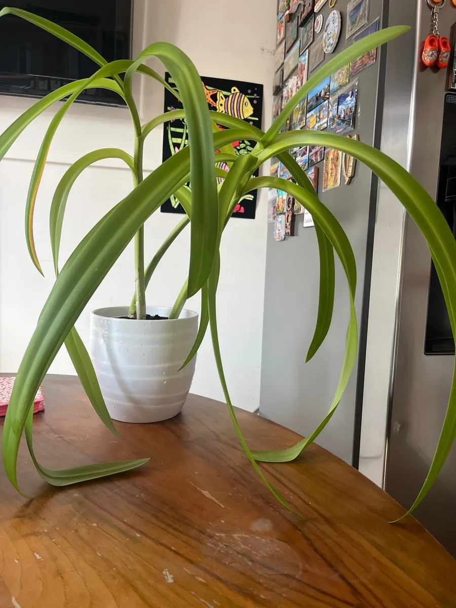 Indoor plant for sale - Image 4