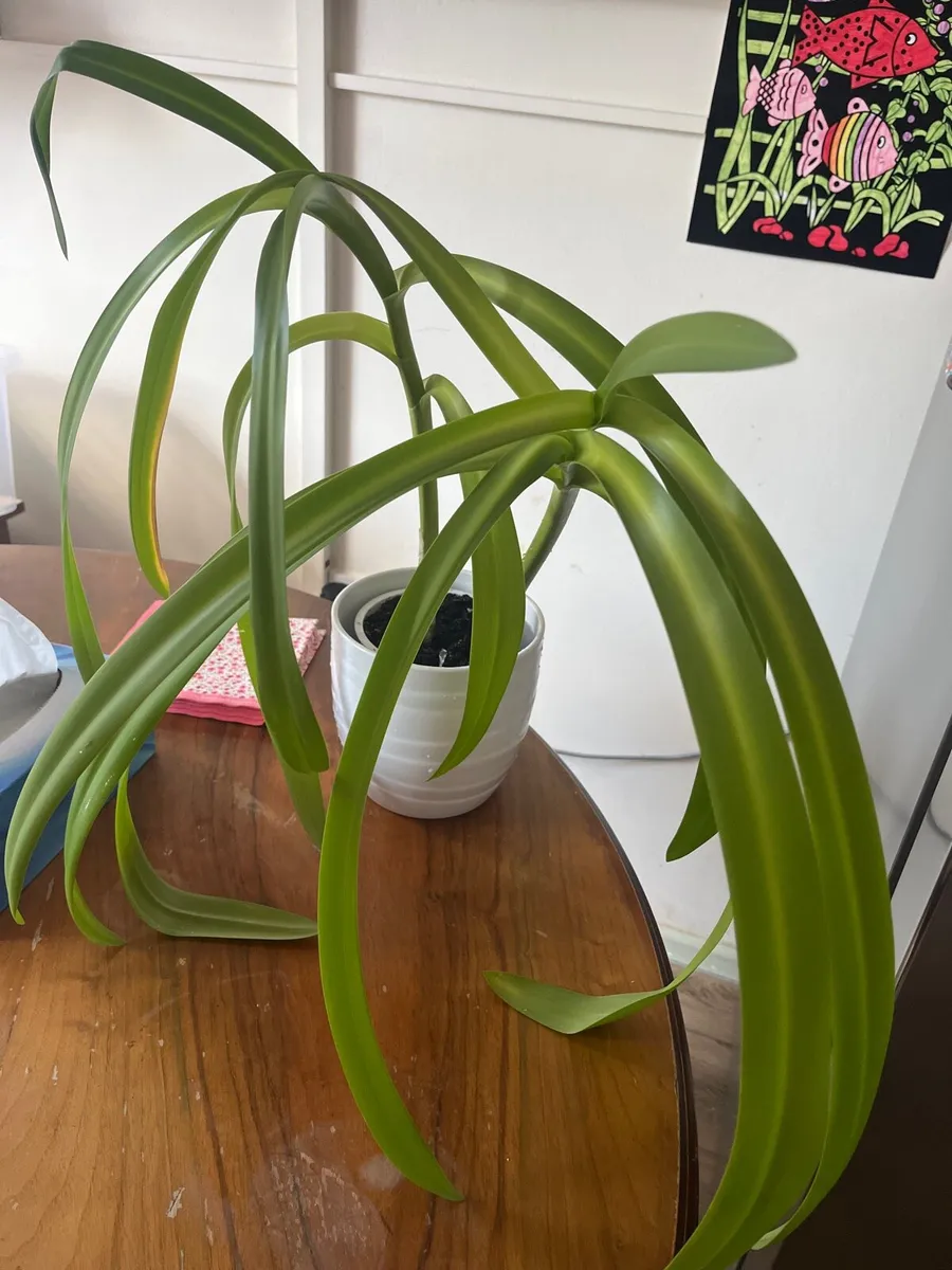 Indoor plant for sale - Image 3