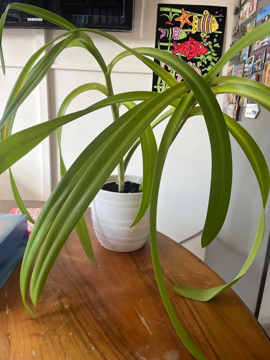 Indoor plant for sale - Image 2