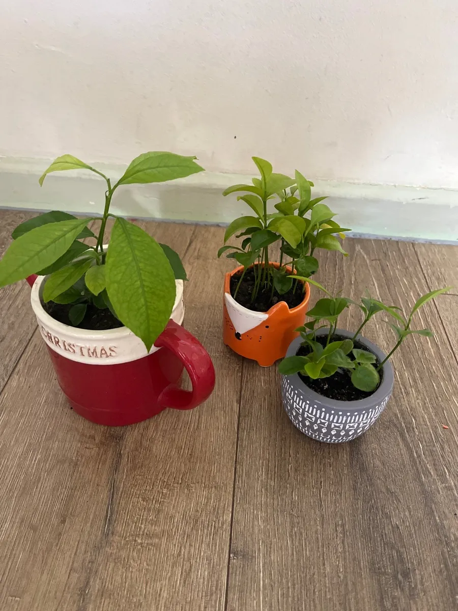Three indoor plants - Image 3