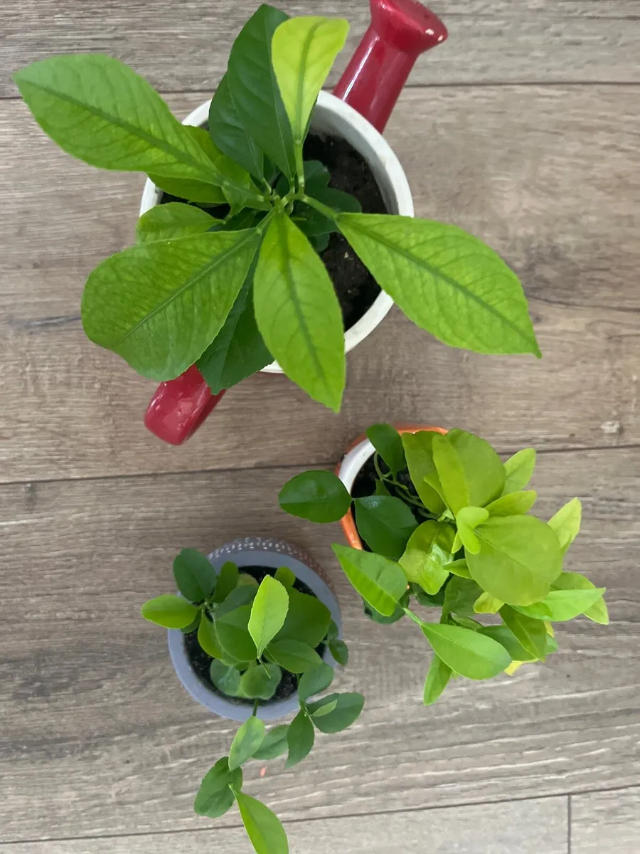 Three indoor plants - Image 4