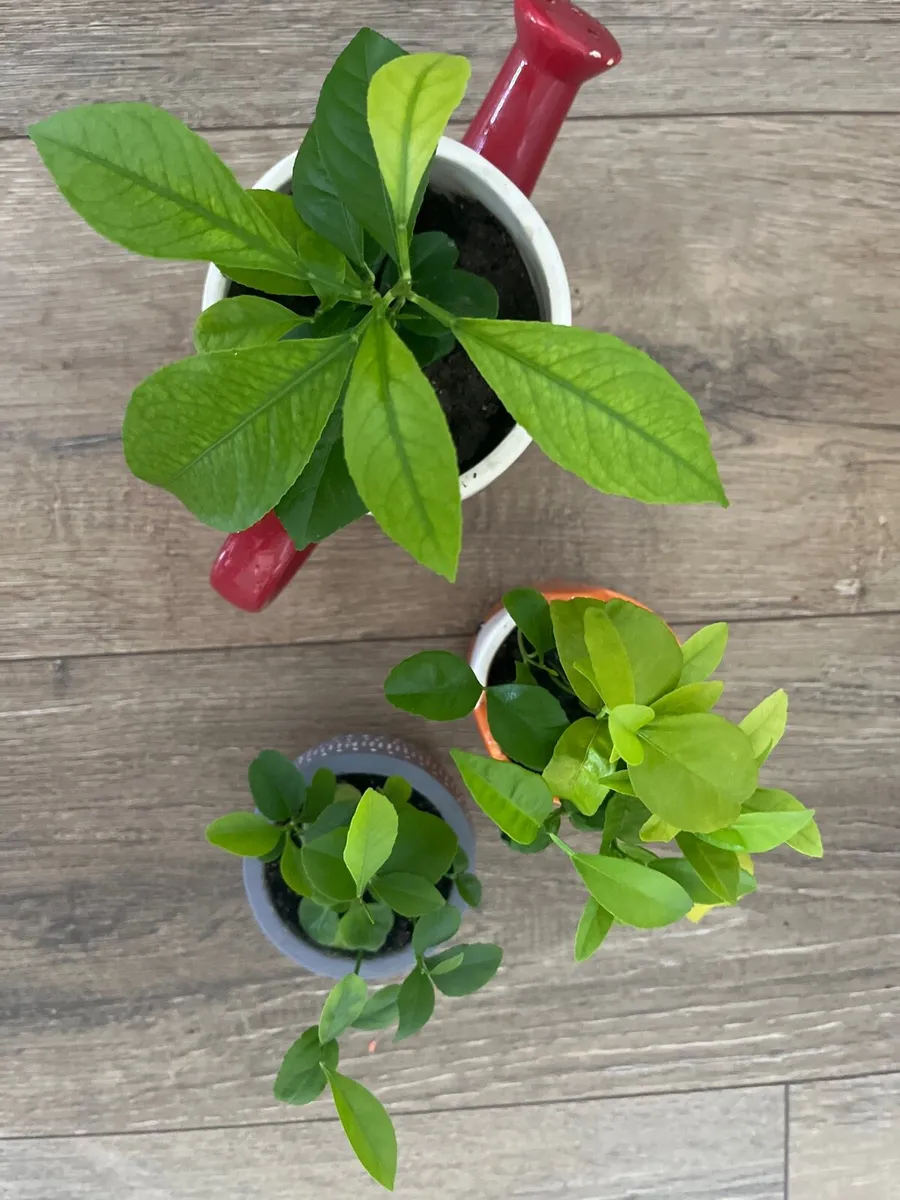 Three indoor plants - Image 2