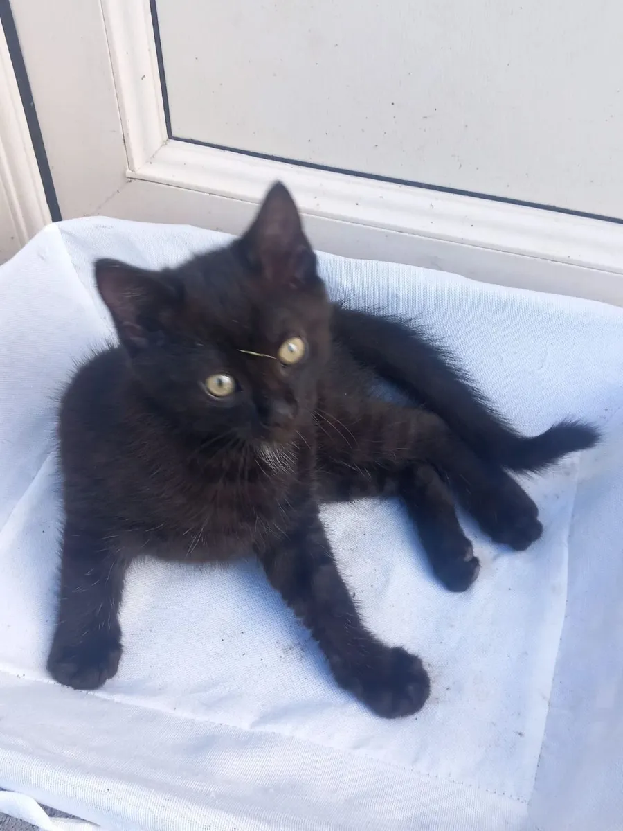 Kitten - Image 1