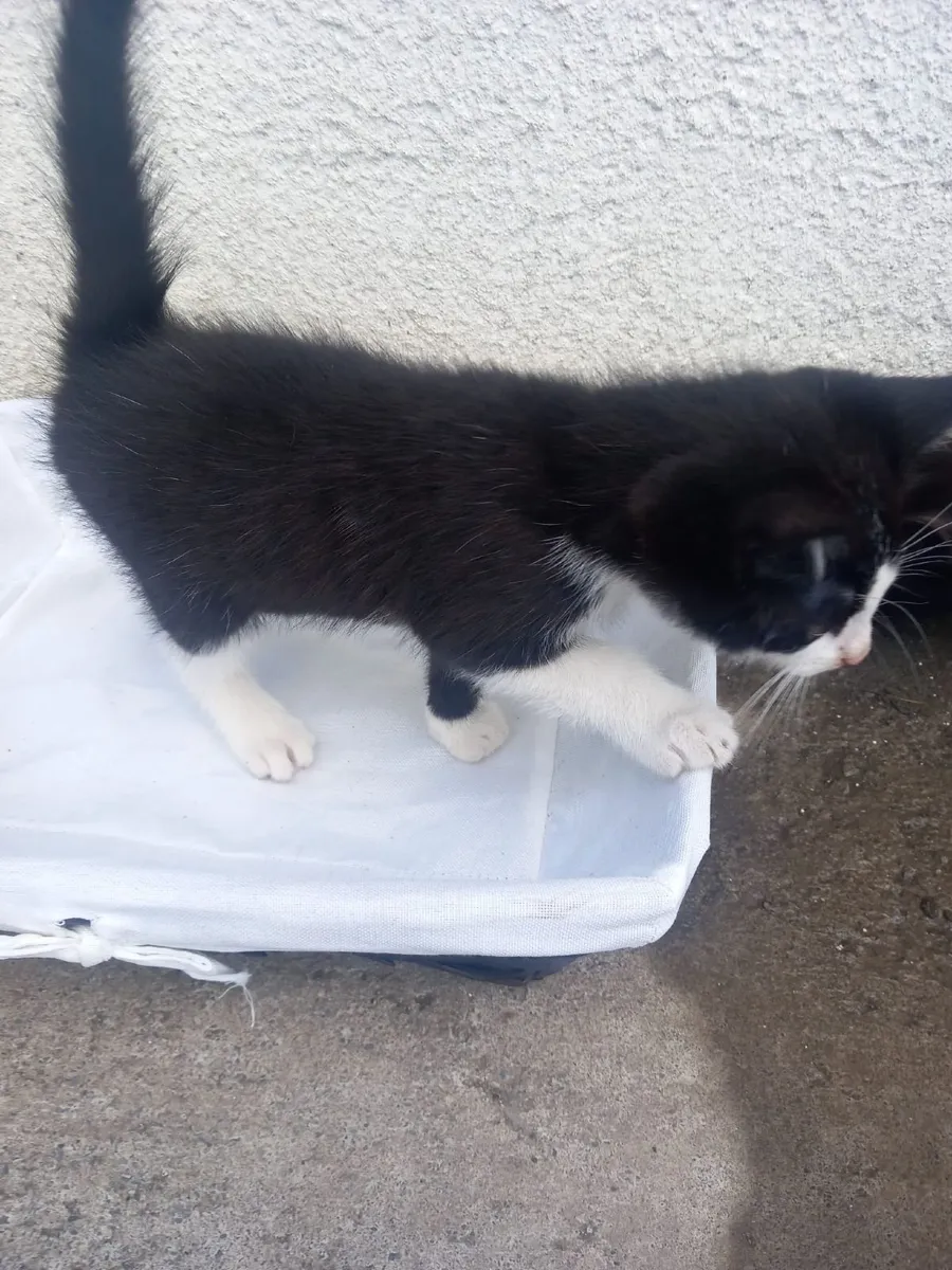 Kitten - Image 3