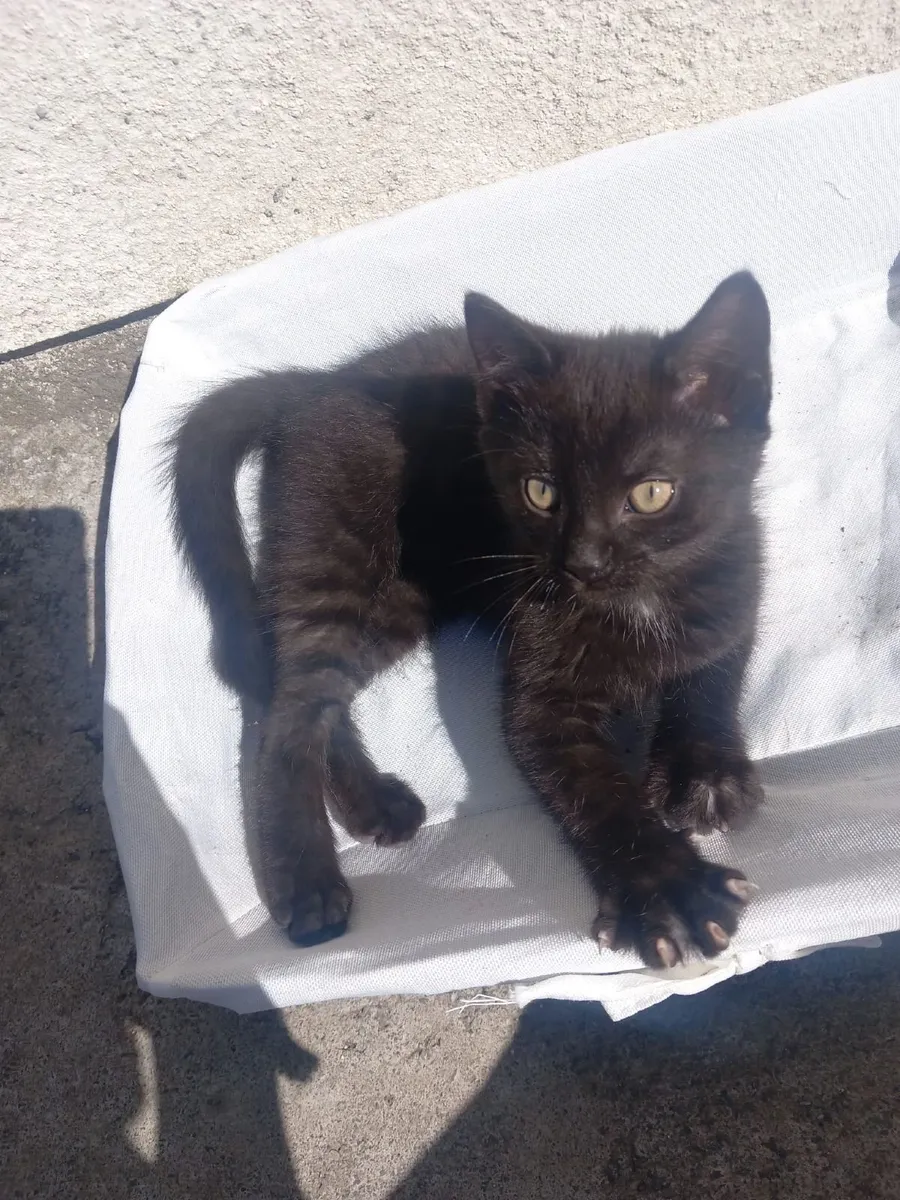 Kitten - Image 4