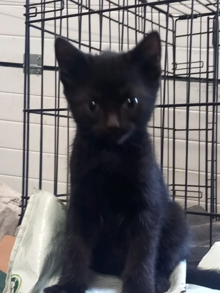 Kitten - Image 2