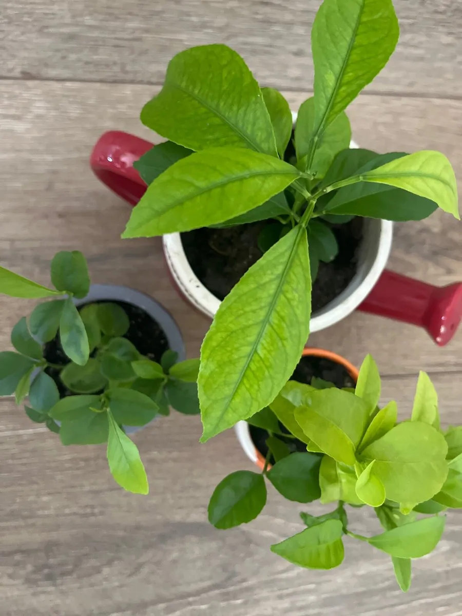 Three indoor plants - Image 1