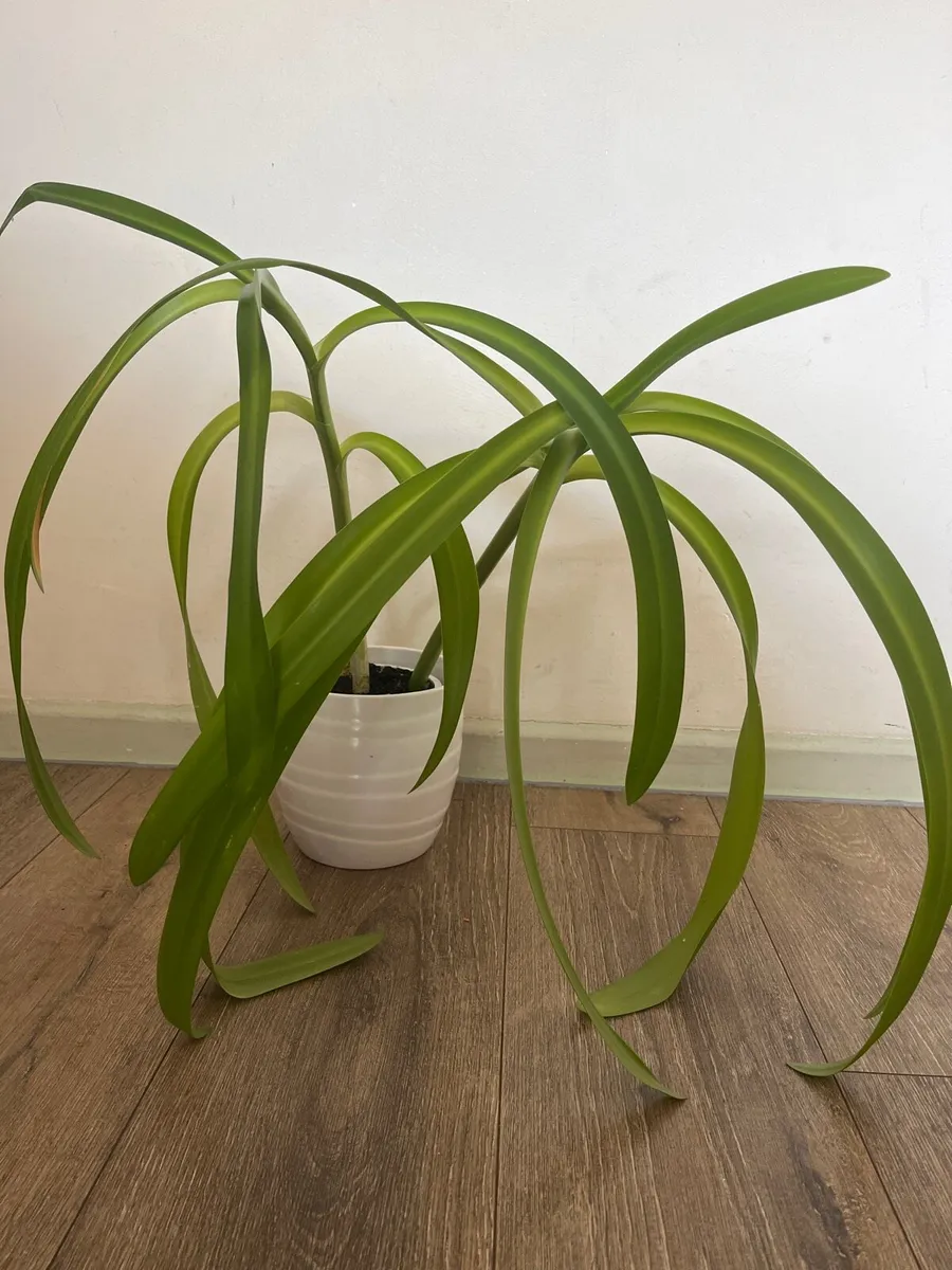Indoor plant for sale - Image 1
