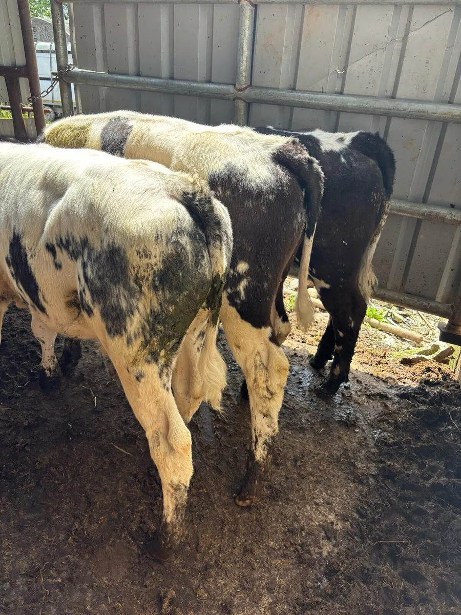 ❌3 Belgian Blue runners❌ - Image 1