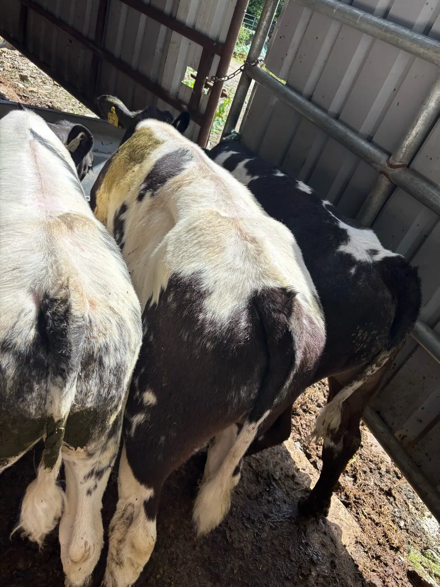 ❌3 Belgian Blue runners❌ - Image 2
