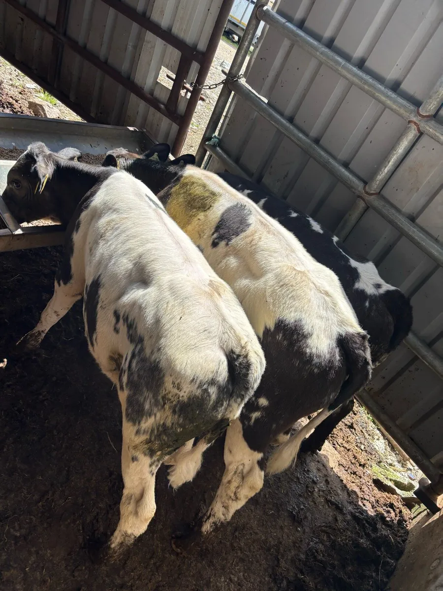 ❌3 Belgian Blue runners❌ - Image 3