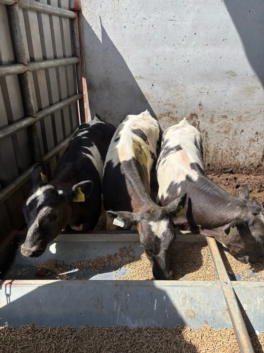 ❌3 Belgian Blue runners❌ - Image 4