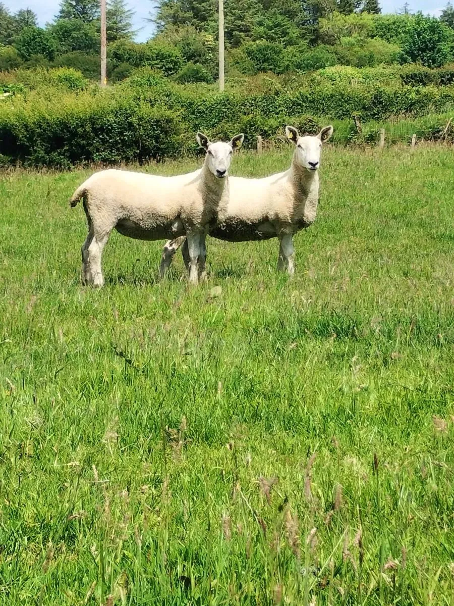 Hogget ewe's - Image 1