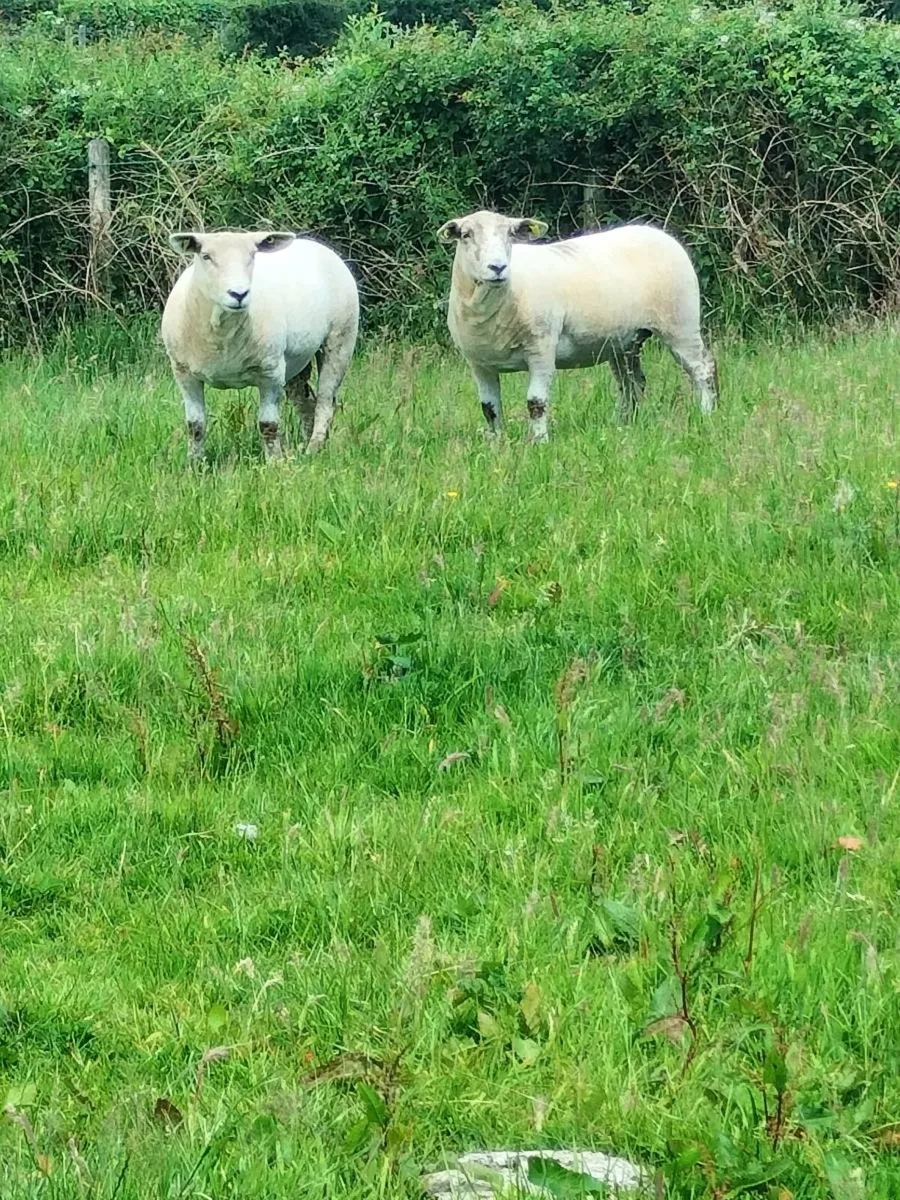 Hogget ewe's - Image 2