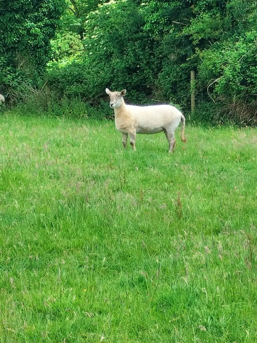 Hogget ewe's - Image 3