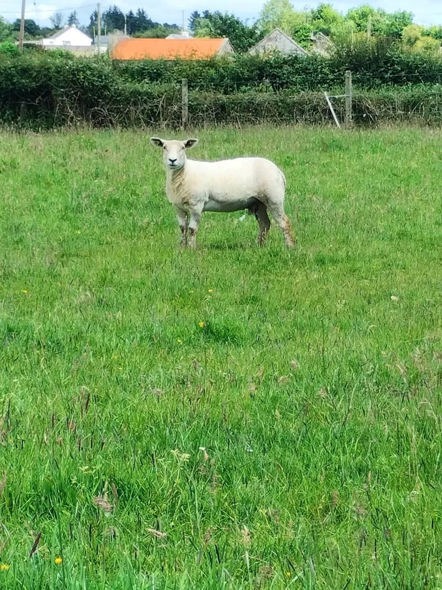 Hogget ewe's - Image 4