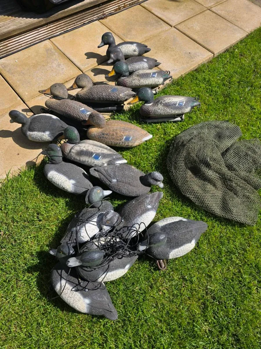 Clay Pigeon Trap and decoys - Image 2