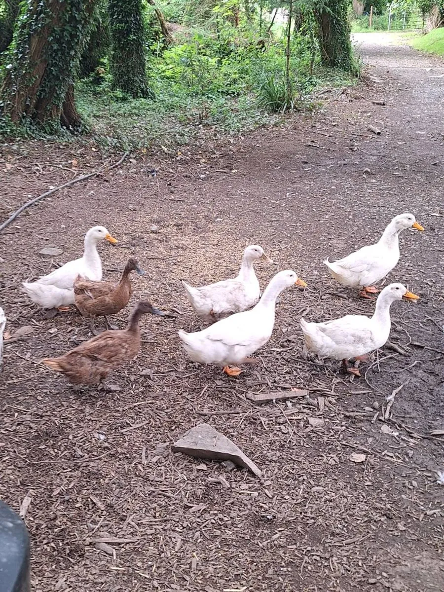 Ducks and Drakes - Image 1