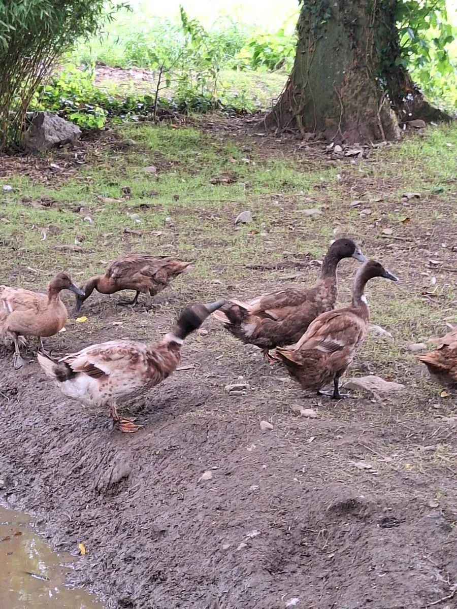 Ducks and Drakes - Image 2