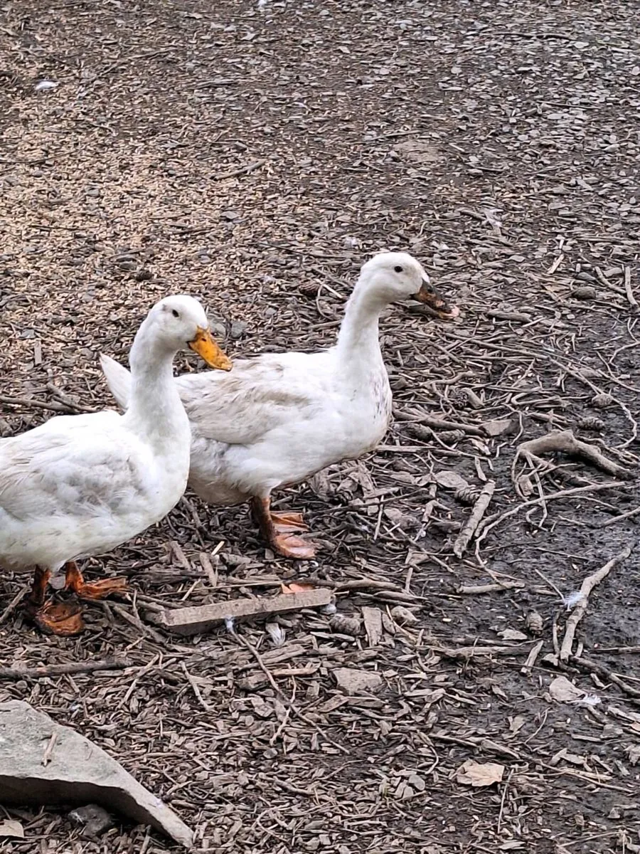 Ducks and Drakes - Image 3