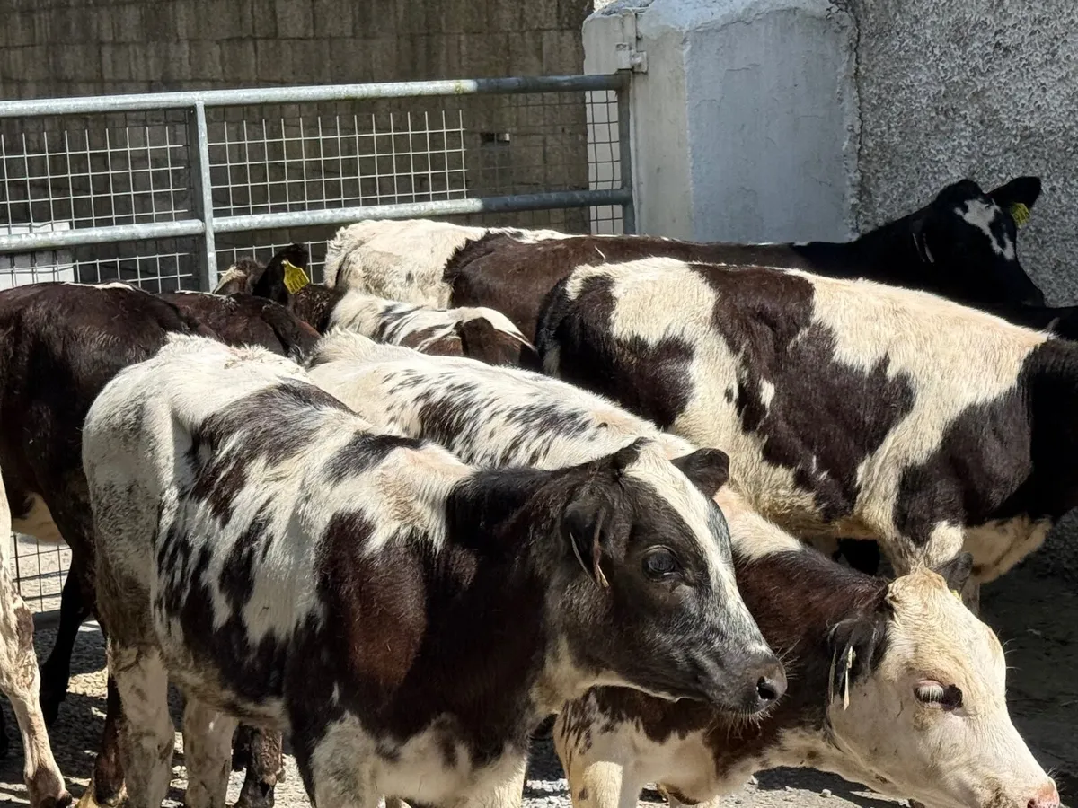 15 BELGIAN BLUE HEIFERS ( HOMEBRED) - Image 2