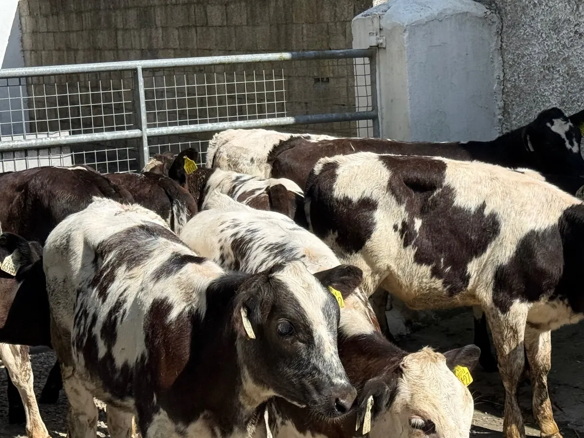 15 BELGIAN BLUE HEIFERS ( HOMEBRED) - Image 3