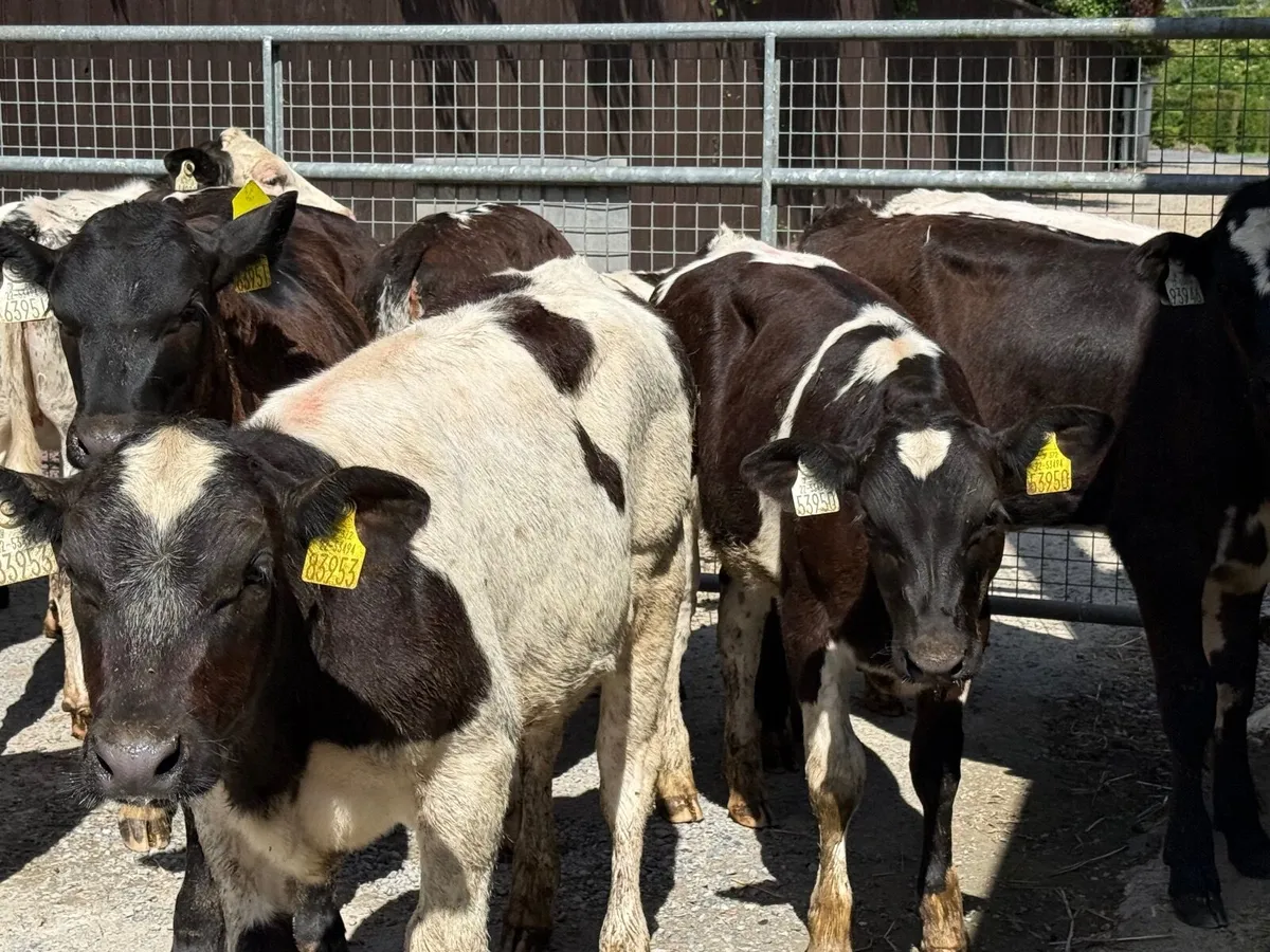 15 BELGIAN BLUE HEIFERS ( HOMEBRED) - Image 4
