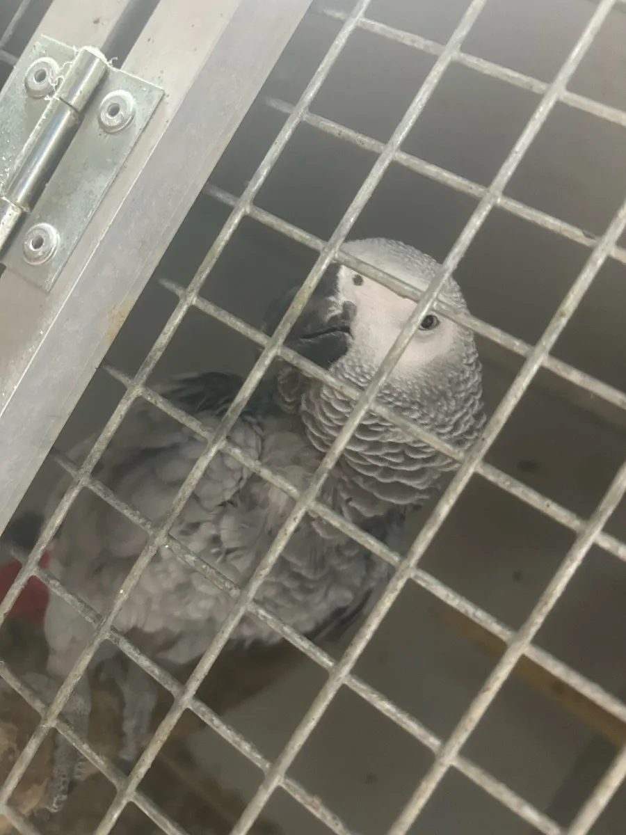 Proven pair African greys - Image 1