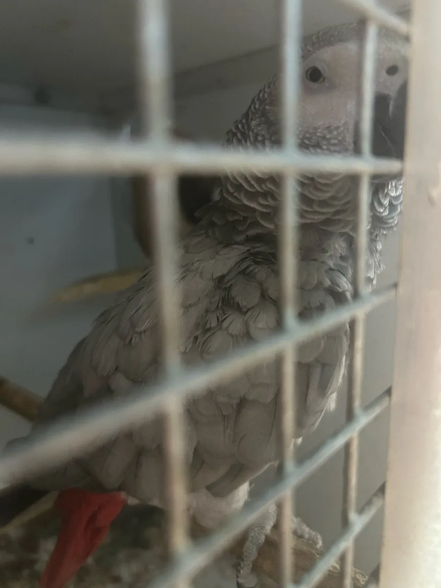 Proven pair African greys - Image 2
