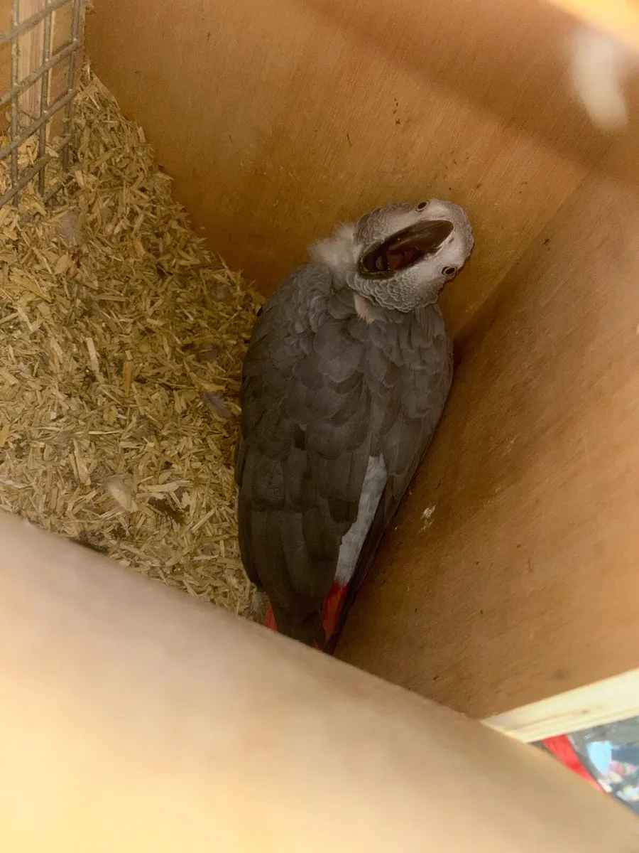 Proven pair African greys - Image 3