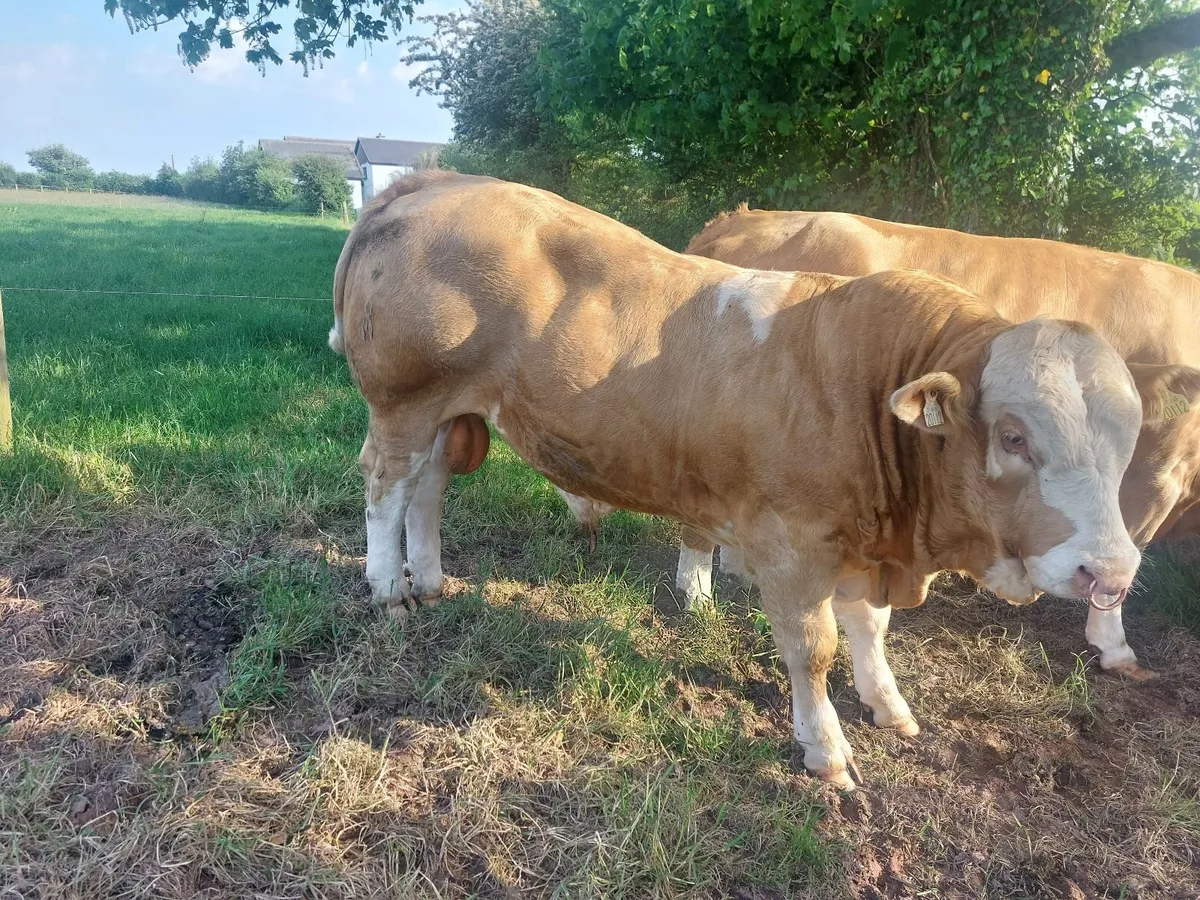 Pedigree Simmental Bulls - Image 3