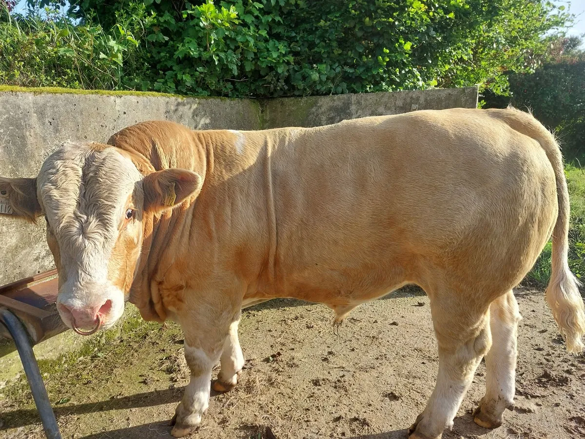 Pedigree Simmental Bulls - Image 4