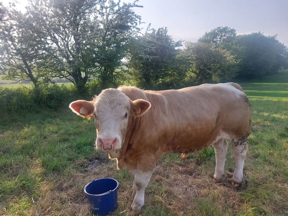 Pedigree Simmental Bulls - Image 1