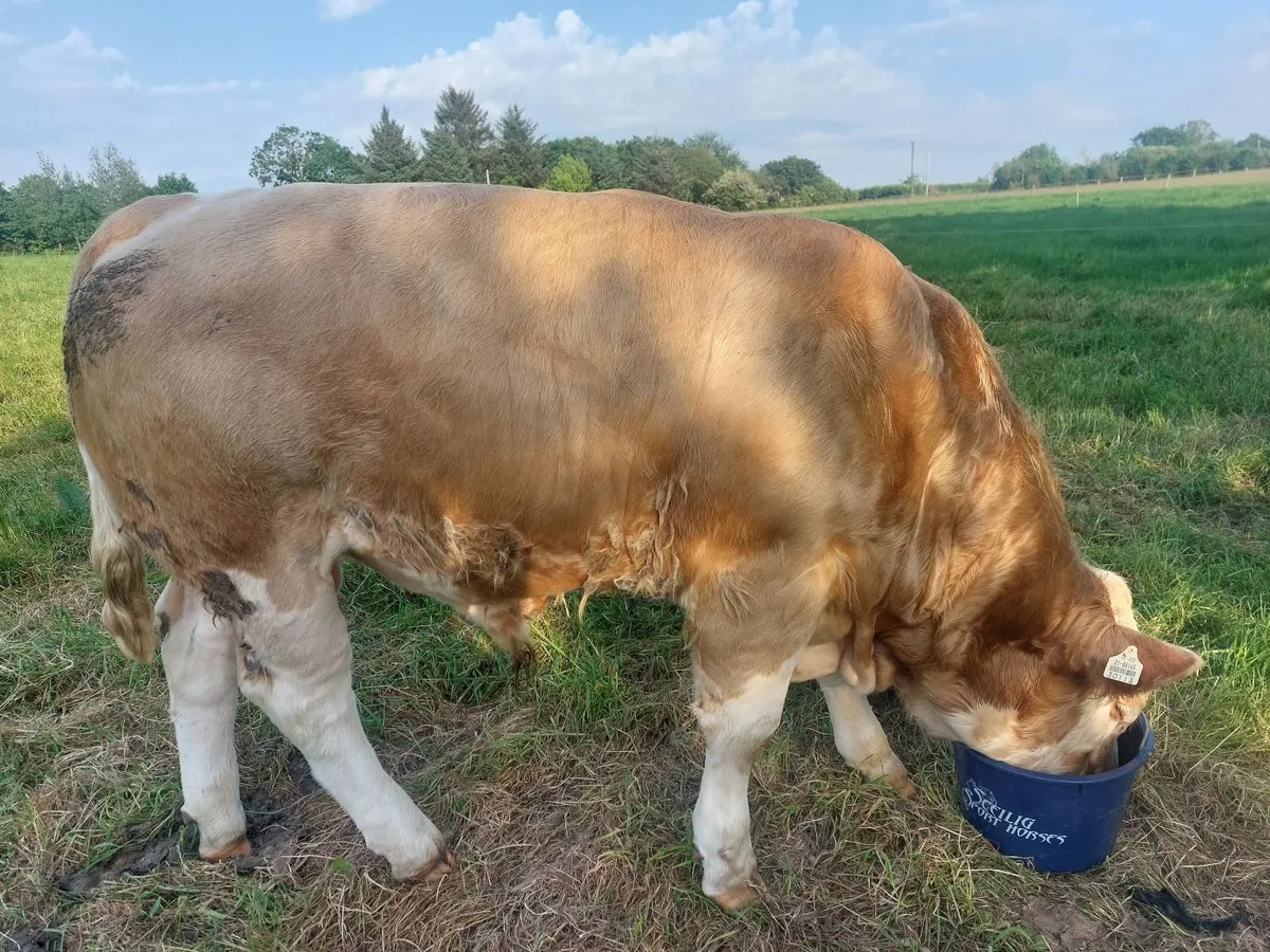 Pedigree Simmental Bulls - Image 2