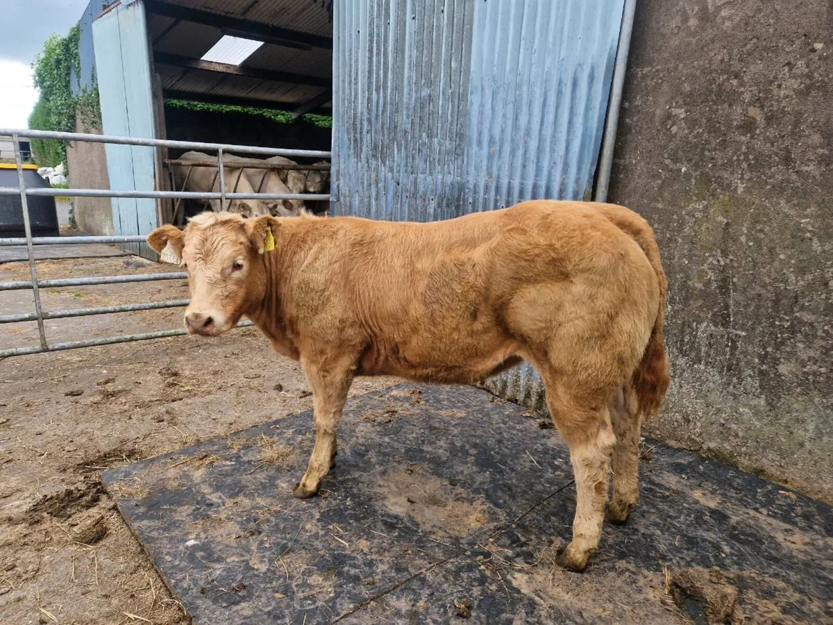Show Heifer - Image 2