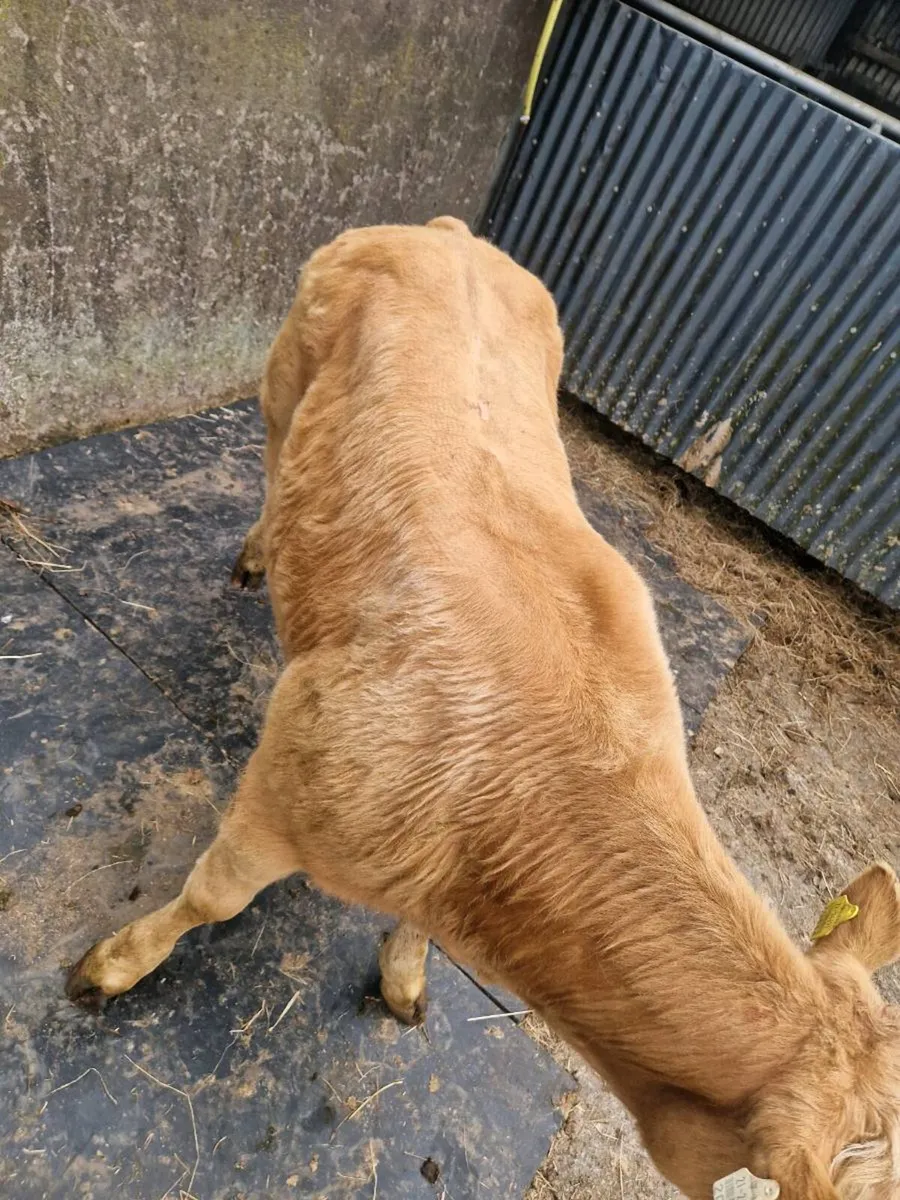 Show Heifer - Image 3