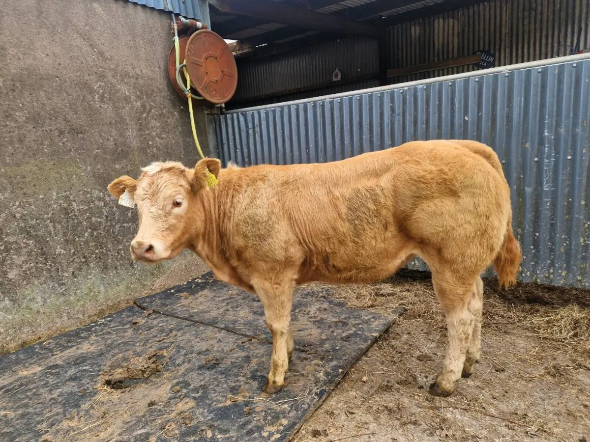 Show Heifer - Image 4