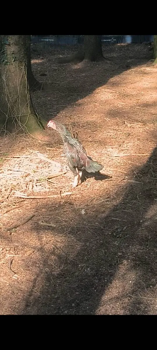 Shamo rooster