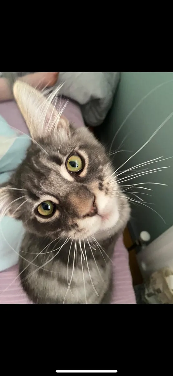 Kitten - Image 1