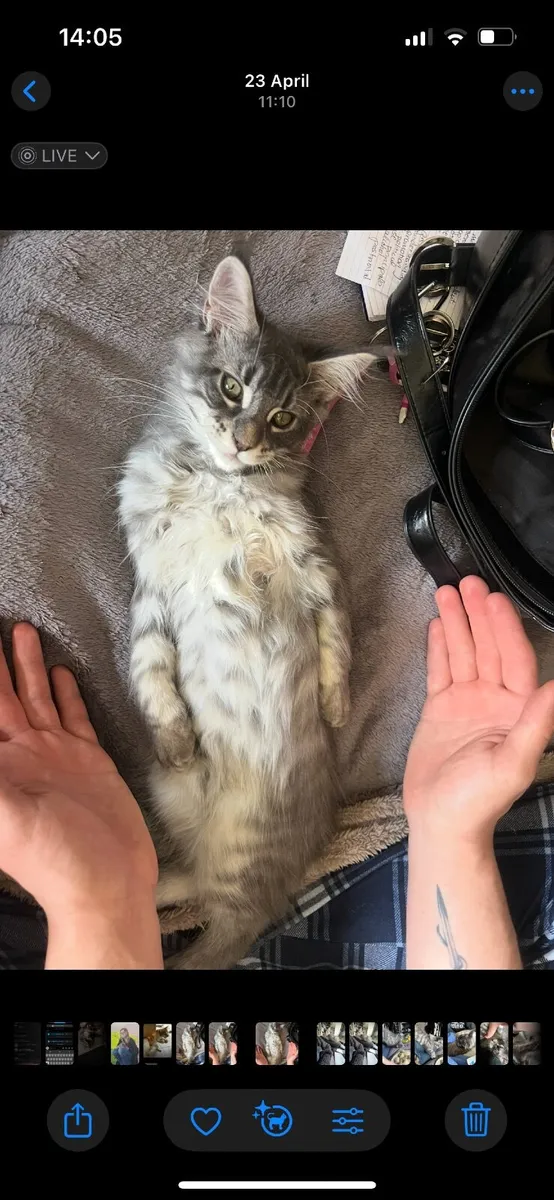 Kitten - Image 4