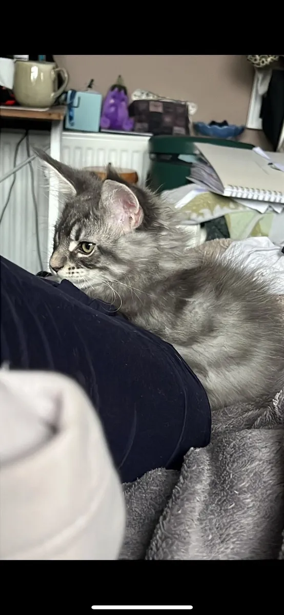 Kitten - Image 2
