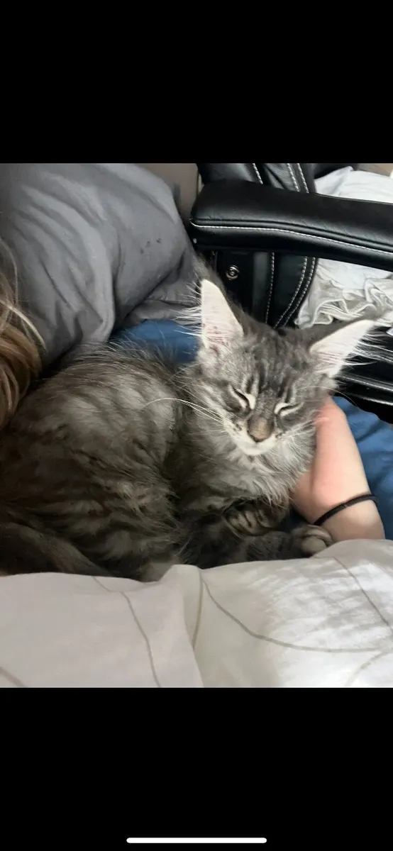 Kitten - Image 3