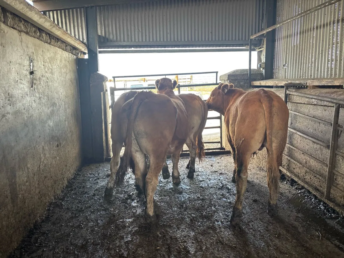 6 super 450 kg limousin bullocks - Image 3