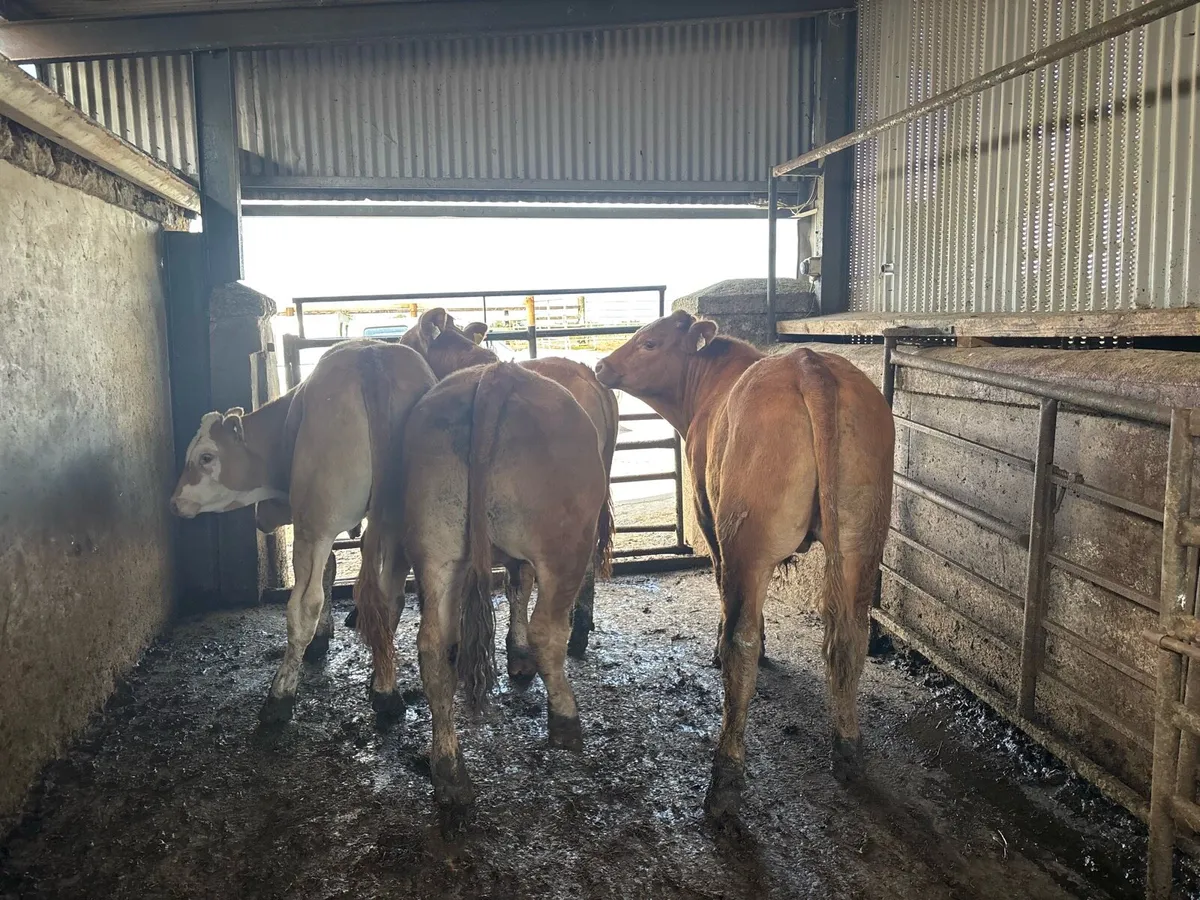 6 super 450 kg limousin bullocks - Image 4