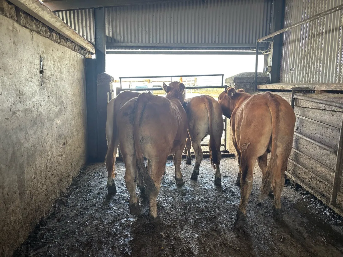 6 super 450 kg limousin bullocks - Image 2