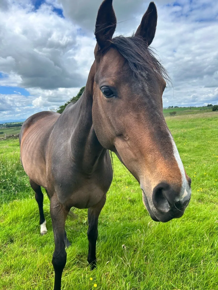 Horse - Image 2