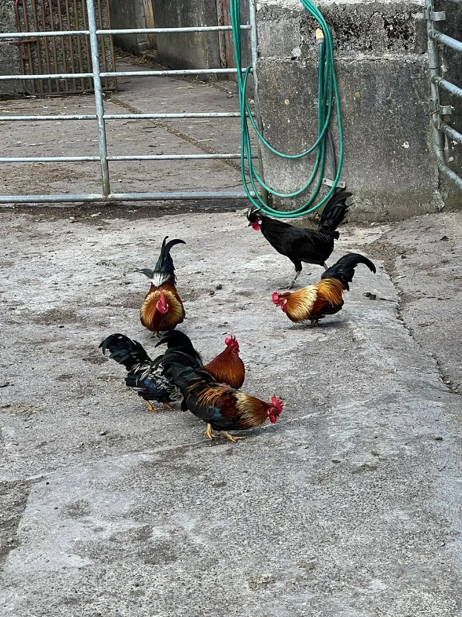 Poultry - Image 3