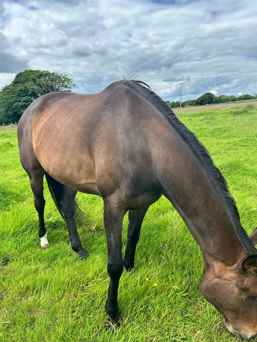 Horse - Image 3