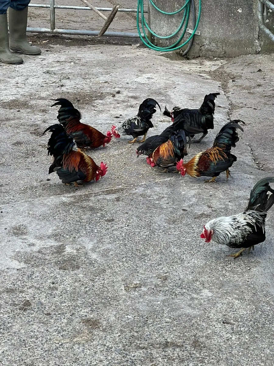 Poultry - Image 2