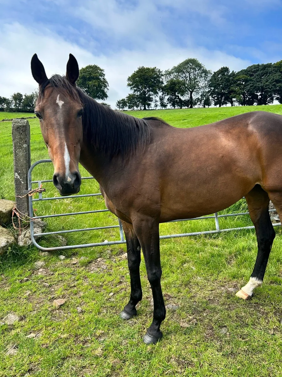 Horse - Image 4